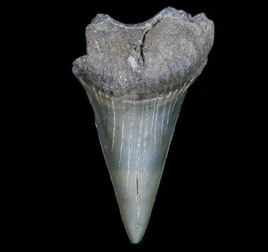 Bargain Fossil Mako Shark Tooth - Georgia #75054